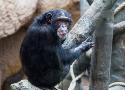 Návštěvníci uvidí 1. února rovněž komentované krmení šimpanzů. Foto: Pavel Vlček 