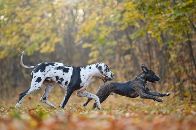 Přechodný domov u dobrých lidí našel také útulkový pes Cassius (tmavý), který už zase závodí s kamarády. Foto: Alexandra Benediková, Alex Tennant Photography
