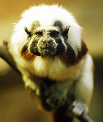 Tamarín pinčí, zástupce drápkatých opic v expozici Malá Amazonie. Foto: P. Vlček