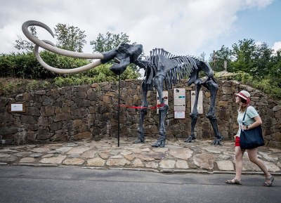 Model kostry mamuta v ostravské zoologické zahradě. 