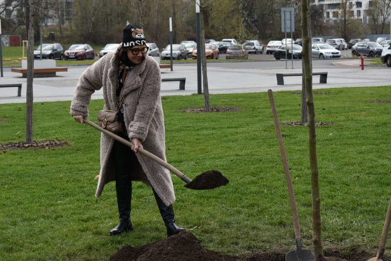 Relaxační zónu v City Campusu Ostravské univerzity doplní „původní" platany Relaxační zónu v City Campusu Ostravské univerzity doplní „původní" platany