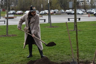 Relaxační zónu v City Campusu Ostravské univerzity doplní „původní" platany 