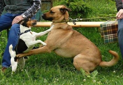 Hledáte věrného přítele? Možná ho najdete v Třebovicích. Ilustrační foto