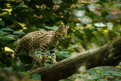 Mládě servala. Foto: M. Vlčková