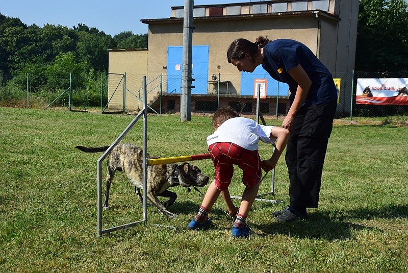 Čtyřnozí šikulové se předvedli v mnoha disciplínách.