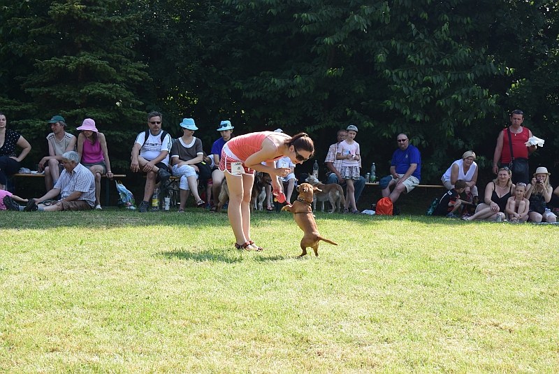 Ze setkání pěstounů psů z útulku.