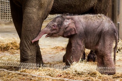 Sloní sameček Chandru. Foto: Pavel Vlček