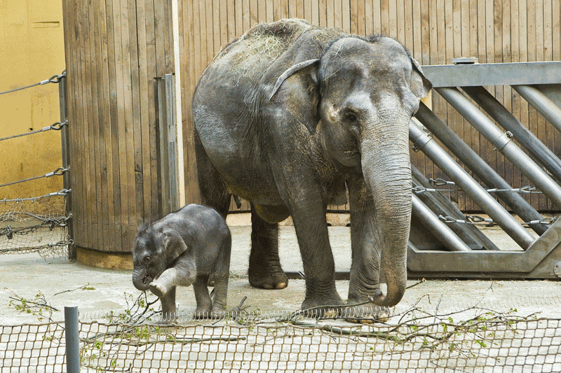 Sloní holčička prospívá skvěle, sameček je stále problematický