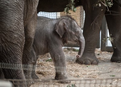 Chandru se stále ještě schovává za svoji mámu. Foto: L. Kaboň