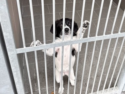 Jedno ze štěňat aktuálně bydlících v útulku. Foto: MMO