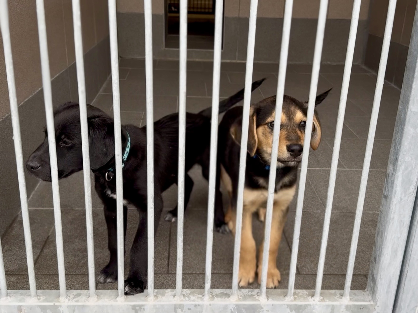 Štěňata v útulku_1.jpeg