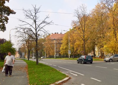 Některé z uschlých stromů, které budou pokáceny. Foto: Hana Oborilová