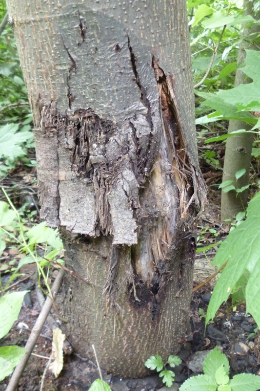 Kmen stromu, u nějž hrozil pád. 