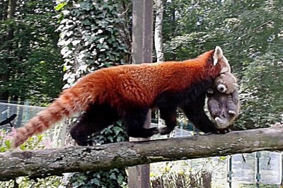 Pandí samička přenáší mládě, které na první pohled vypadá jako malý plyšák. Foto: Lucie Fialová. 