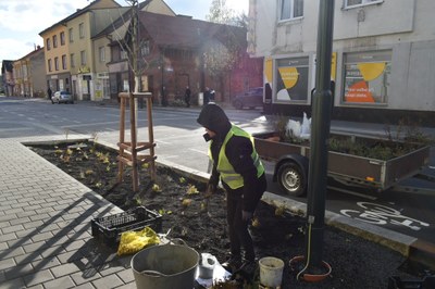 Sadařské práce v ulici Přemyslovců jsou v plném proudu. Foto: MMO