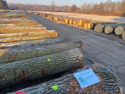 Kmeny, připravené k dražbě dříví. Foto: Ostravské městské lesy a zeleň