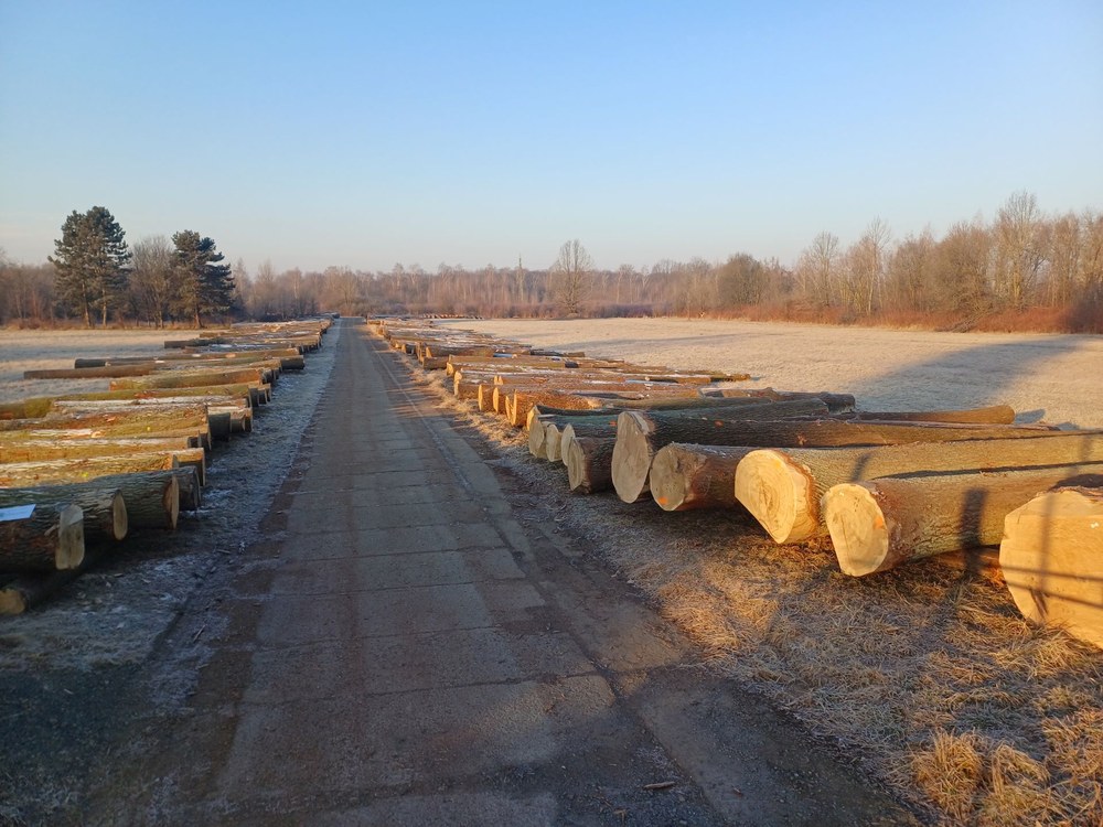 Aukce dříví patří k oblíbeným prodejním akcím