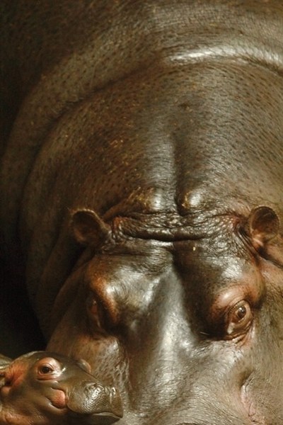 Hroší mládě. Foto: Pavel Vlček.