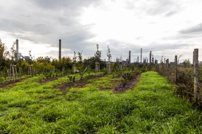 Stromy vysazené v rámci projektu Clairo poblíž továrního provozu. Foto: Jiří Zerzoň