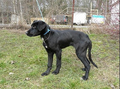 Jeden z pejsků čekajících na osvojení - Hárdy. Snímek městský útulek Ostrava.