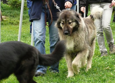 S velkým zájmem se setkala i nabídka venčení psů. Zejména v soboty si lidé vyzvedávají na procházku 26 až 28 pejsků. Ilustrační foto