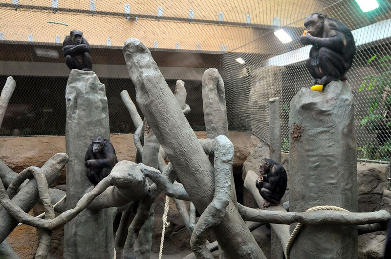 Nový domov také pro šimpanze.