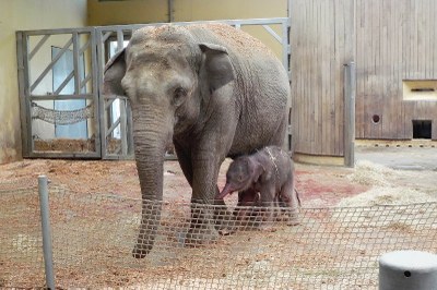 V zoo se narodil sloní sameček 