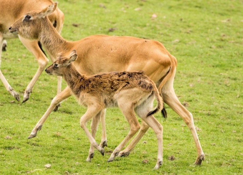V zoo si užijete také safari vyjížďku V zoo si užijete také safari vyjížďku