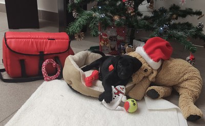 Pes Bobo. Foto: Útulek