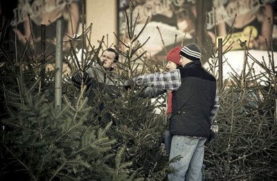 Vánoční stromečky se v OZO dále zpracovávají. ILUSTR. FOTO: B. Renner