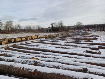 Dříví už čeká na své kupce. Foto: Ostravské městské lesy a zeleň