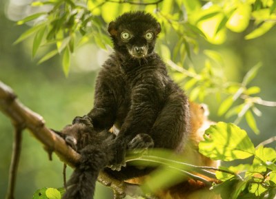 Lemur Sclaterův. Foto: Pavel Vlček 