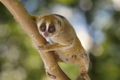 Outloň váhavý, vzácná noční poloopice z jihovýchodní Asie. Foto: Lucie Čižmářová 