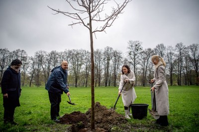 Slavnostní výsadba stromu Olgy Havlové. Foto: Lukáš Kaboň