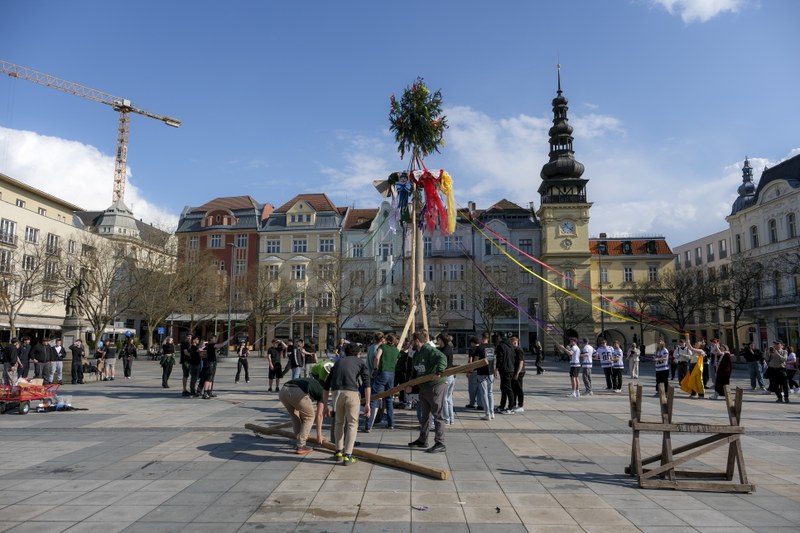Vztyčení májky na Masarykově náměstí symbolicky odstartoval začátek oslav Ostravského majálesu 2026. Foto: Adolf Horsinka