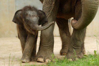 Foto: Slůně Rashmi v ostravské zoo