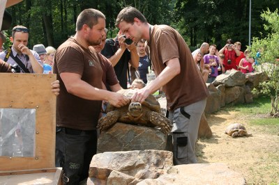 Ošetřovatelé přemisťují do výběhu největšího jedince želvy ostruhaté, jaký bude v Ostravě k vidění. Foto: B. Krzyžanek