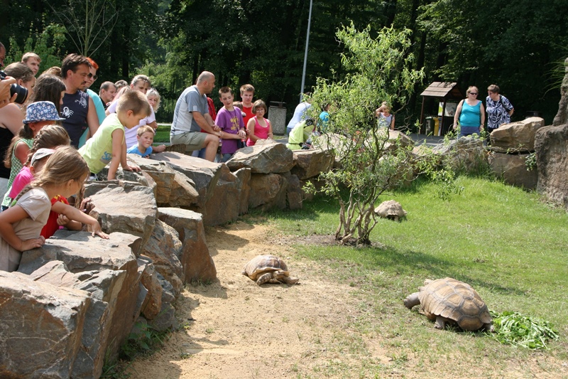 Pohled na pomalé želvy láká nejenom děti.