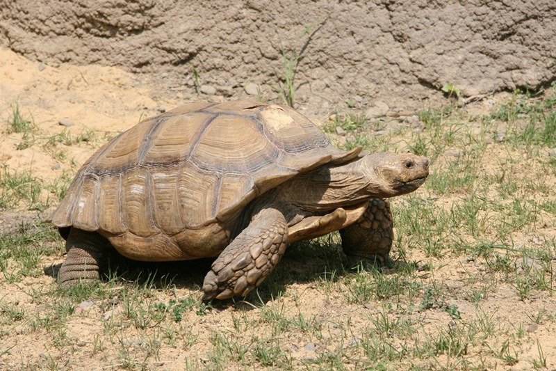 Seznamte se: Želva ostruhatá zblízka. 