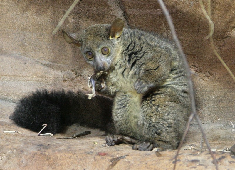 Zoo má novou „noční“ expozici Zoo má novou „noční“ expozici