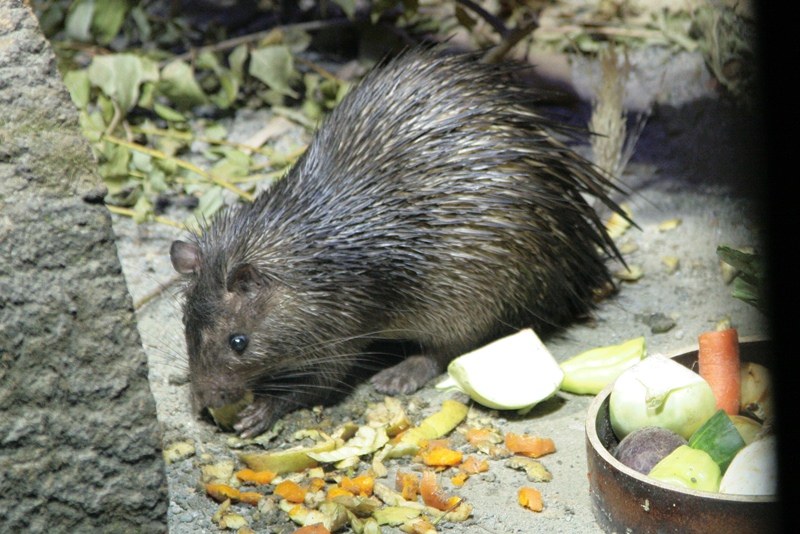 Další z nočních savců – osinák africký.