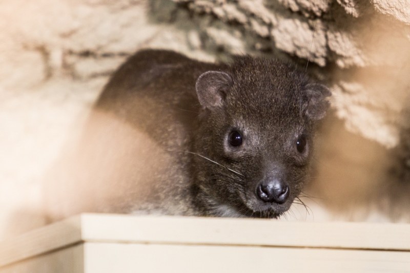 Vzácný daman stromový. Foto: P. Vlček