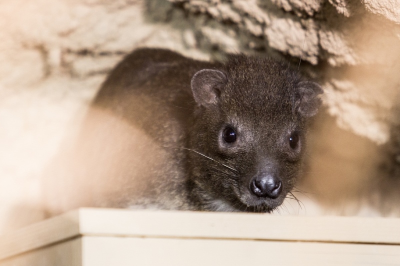 Vzácný daman stromový. Foto: P. Vlček