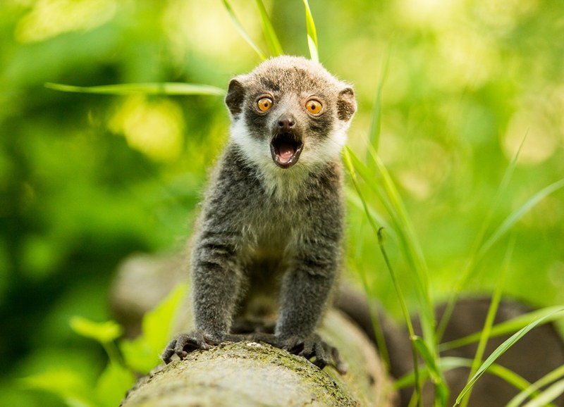 Zoo má za sebou úspěšný rok Zoo má za sebou úspěšný rok