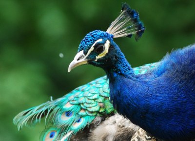 Páv korunkatý. Foto: Pavel Vlček