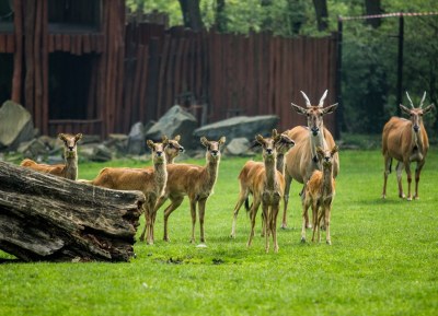 Novinkou v zoologické zahradě je stádo osmi vzácných vodušek abok. Foto: Zoo Ostrava – P. Vlček