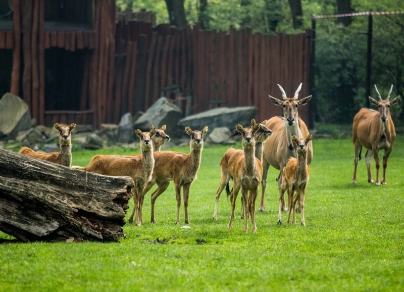 Zoo na podporu záchranných programů Zoo na podporu záchranných programů