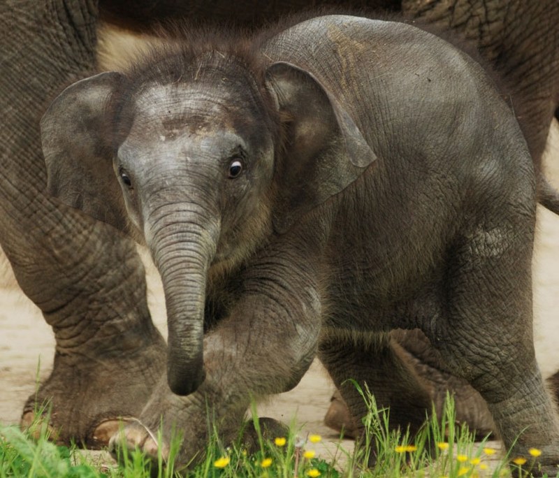 Zoo Ostrava: navrhněte jméno pro sloní samičku Zoo Ostrava: navrhněte jméno pro sloní samičku