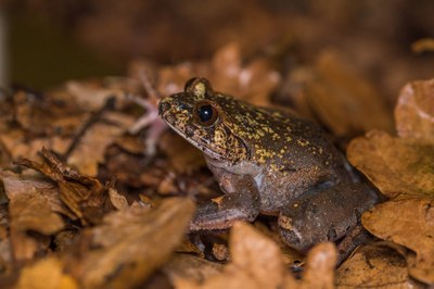 Vlasatice třásnitá. Foto: M. Fulgevič
