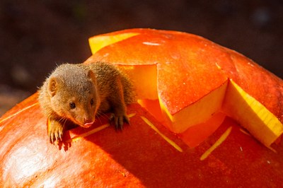 V ostravské zoo se můžete setkat i s takovouto mangustou trpasličí. Foto: Monika Vlčková